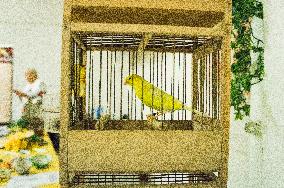 Island Canary, Serinus canaria forma domestica, cage with miner's canary, National exhibition of farming animals Chovatel 2018