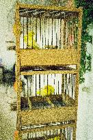 Island Canary, Serinus canaria forma domestica, cage with miner's canary, National exhibition of farming animals Chovatel 2018