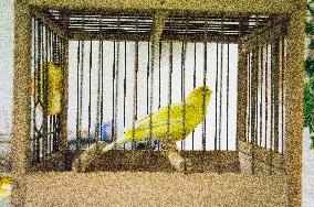 Island Canary, Serinus canaria forma domestica, cage with miner's canary, National exhibition of farming animals Chovatel 2018