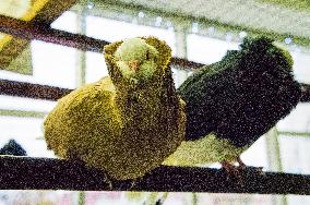 pigeon, Old Dutch Capuchine breed, National exhibition of farming animals Chovatel 2018