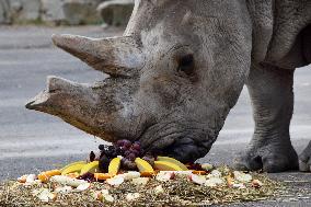 white rhinoceros or square-lipped rhinoceros (Ceratotherium simum), female Zamba