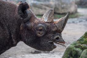 black rhinoceros or hook-lipped rhinoceros (Diceros bicornis)