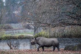 black rhinoceros or hook-lipped rhinoceros (Diceros bicornis)