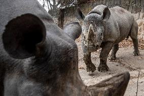 black rhinoceros or hook-lipped rhinoceros (Diceros bicornis)