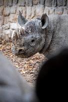 black rhinoceros or hook-lipped rhinoceros (Diceros bicornis)