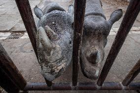 black rhinoceros or hook-lipped rhinoceros (Diceros bicornis)