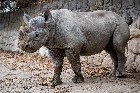 black rhinoceros or hook-lipped rhinoceros (Diceros bicornis)