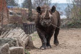 black rhinoceros or hook-lipped rhinoceros (Diceros bicornis)