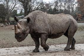 black rhinoceros or hook-lipped rhinoceros (Diceros bicornis)