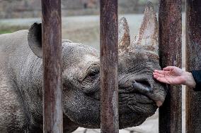 black rhinoceros or hook-lipped rhinoceros (Diceros bicornis)