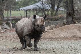 black rhinoceros or hook-lipped rhinoceros (Diceros bicornis)