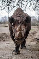 black rhinoceros or hook-lipped rhinoceros (Diceros bicornis)