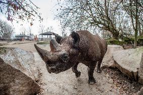 black rhinoceros or hook-lipped rhinoceros (Diceros bicornis)