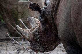 black rhinoceros or hook-lipped rhinoceros (Diceros bicornis)