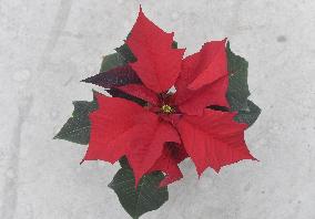 Christmas flower (Euphorbia pulcherrima), star, greenhouse