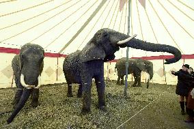 Circus Humberto, elephant, elephant