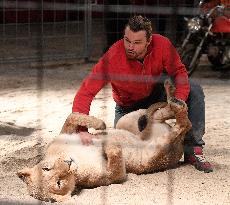 Circus Humberto, lion