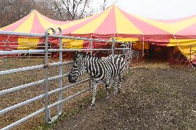 Circus Humberto, zebra