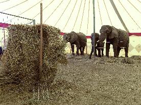 Circus Humberto, elephant, elephants