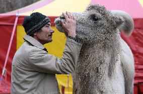 Circus Humberto, camel, camels