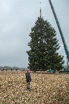 Christmas tree for Prague