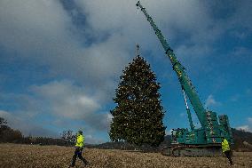 Christmas tree for Prague