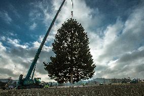 Christmas tree for Prague