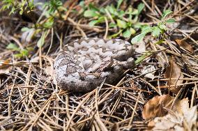 Horned Viper, Vipera ammodytes, snake, Thethi National Park, Prokletije Mountains