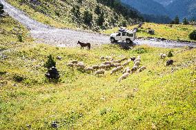 Thethi National Park, Prokletije Mountains, sheep herd, road, offroad car, horse