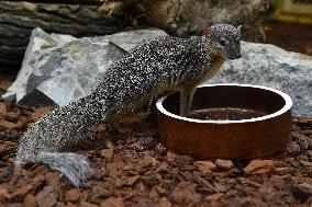 narrow-striped mongoose (Mungotictis decemlineata)