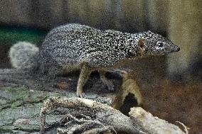 narrow-striped mongoose (Mungotictis decemlineata)