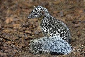 narrow-striped mongoose (Mungotictis decemlineata)