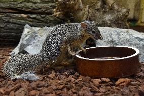 narrow-striped mongoose (Mungotictis decemlineata)