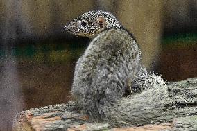 narrow-striped mongoose (Mungotictis decemlineata)