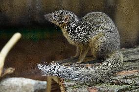 narrow-striped mongoose (Mungotictis decemlineata)