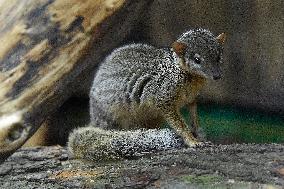 narrow-striped mongoose (Mungotictis decemlineata)