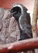 honey badger (Mellivora capensis)