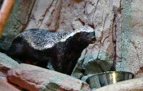 honey badger (Mellivora capensis)