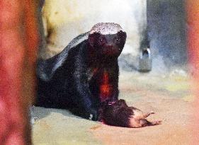 honey badger (Mellivora capensis)