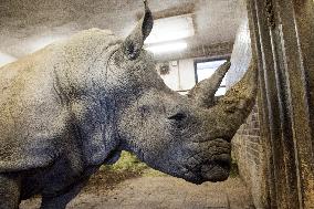 Southern white rhinoceros female Jabulina, Ceratotherium simum simum