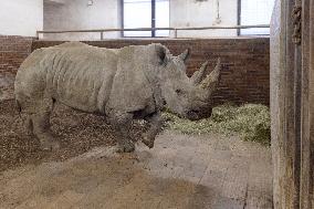 Southern white rhinoceros female Jabulina, Ceratotherium simum simum