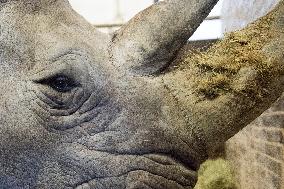 Southern white rhinoceros female Jabulina, Ceratotherium simum simum