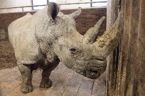 Southern white rhinoceros female Jabulina, Ceratotherium simum simum