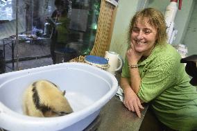 Southern Tamandua, Collared Anteater, Tamandua tetradactyla