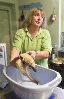 Southern Tamandua, Collared Anteater, Tamandua tetradactyla