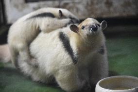 Southern Tamandua, Collared Anteater, Tamandua tetradactyla