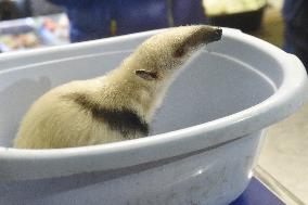 Southern Tamandua, Collared Anteater, Tamandua tetradactyla