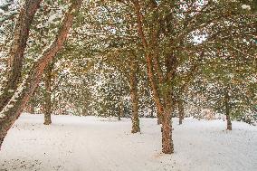 Winter morning with fresh snow in the wood of the Dendrological Garden in Pruhonice