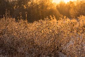 The golden dawn in the winter landscape with white frost