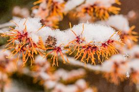 Orange blossoms covered with fresh snow in the Dendrological Garden in Pruhonice